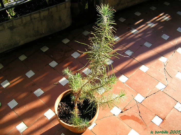 Pinus halepensis/pino carrasco